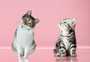 cat and kitten on pink background