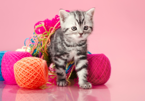 grey kitten tangled in colorful yarn