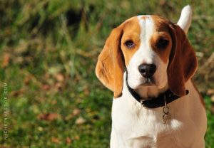 Cover image for beagle dog blog