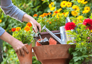 woman's hands working in flower garden